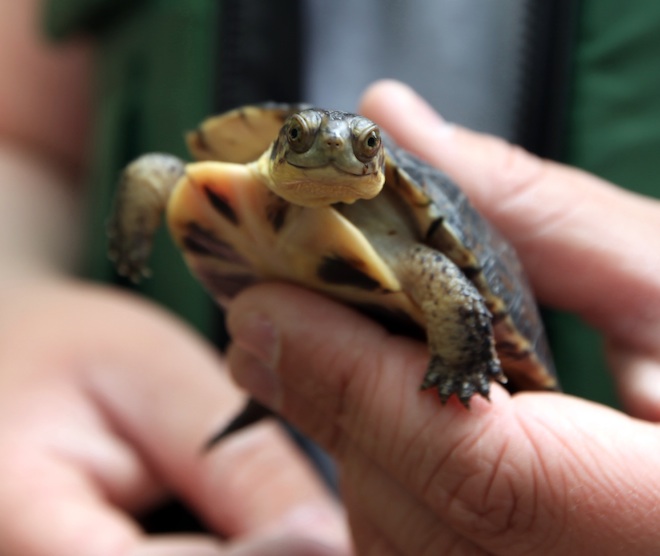 Restoration project would result in ‘incidental take’ of rare turtle