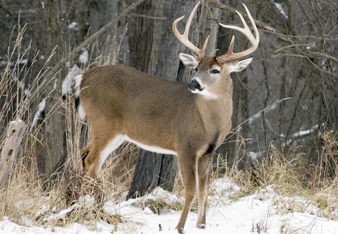 DEER HUNTING PREVIEW: Herd strong; optimism high